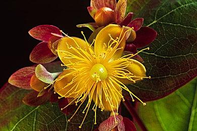 黑客组织称入侵Epic只是骗局而已：专业欺诈者